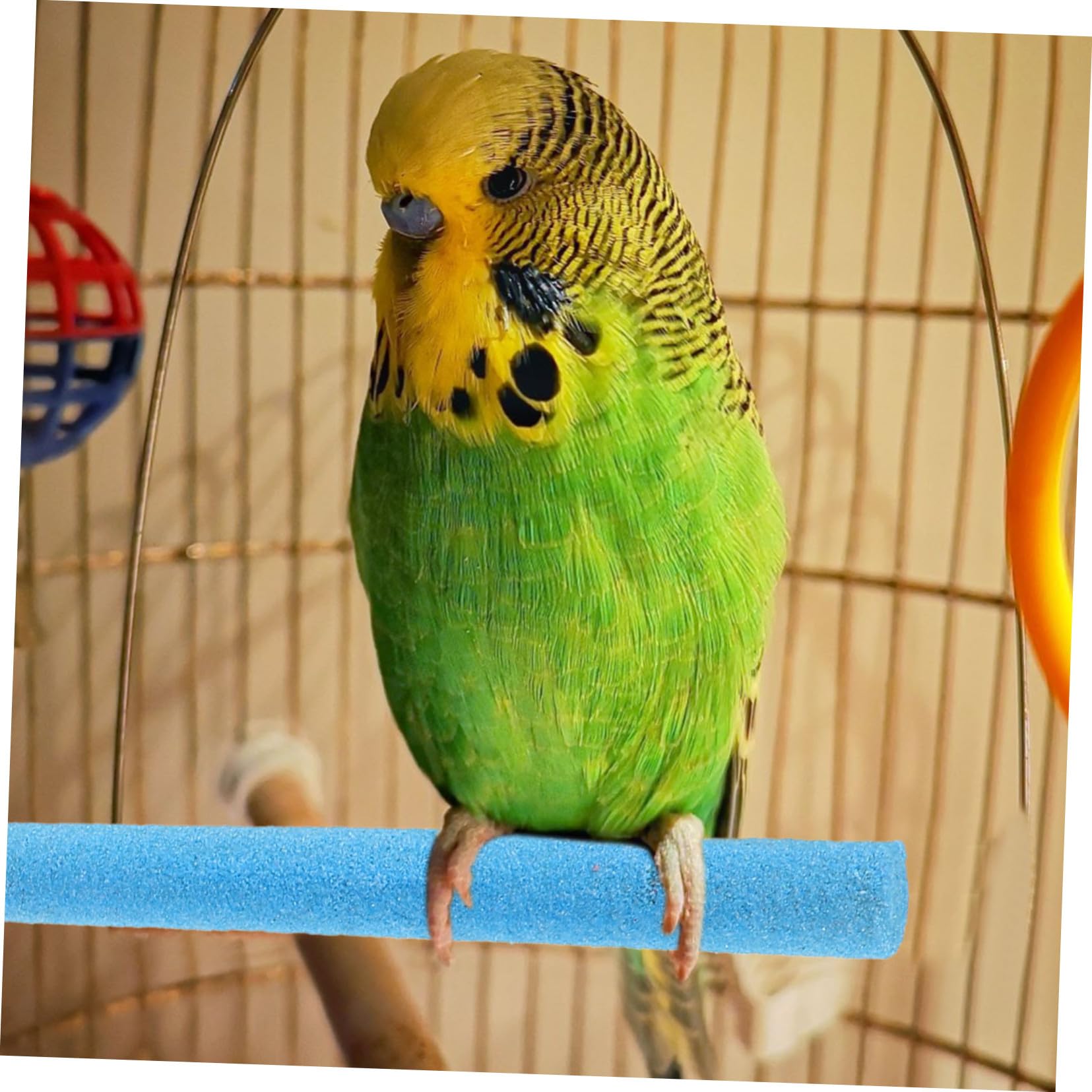 Toddmomy 10pièces Perchoirs pour Cage à Oiseaux pour Perroquets Perruches Calopsittes Conures Et Perruches Ondulées avec Plateforme pour Gratter Les Pattes Et Bâtonnets pour Naturelle des g