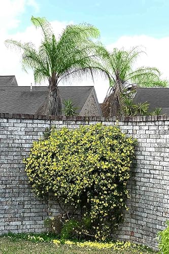 Miniatura 8 de Carolina Jasmine  Plantas de tamaño grande de 3 galones  Gelsemium Sempervirens Jessamine  Follaje de vid floreciente fragante