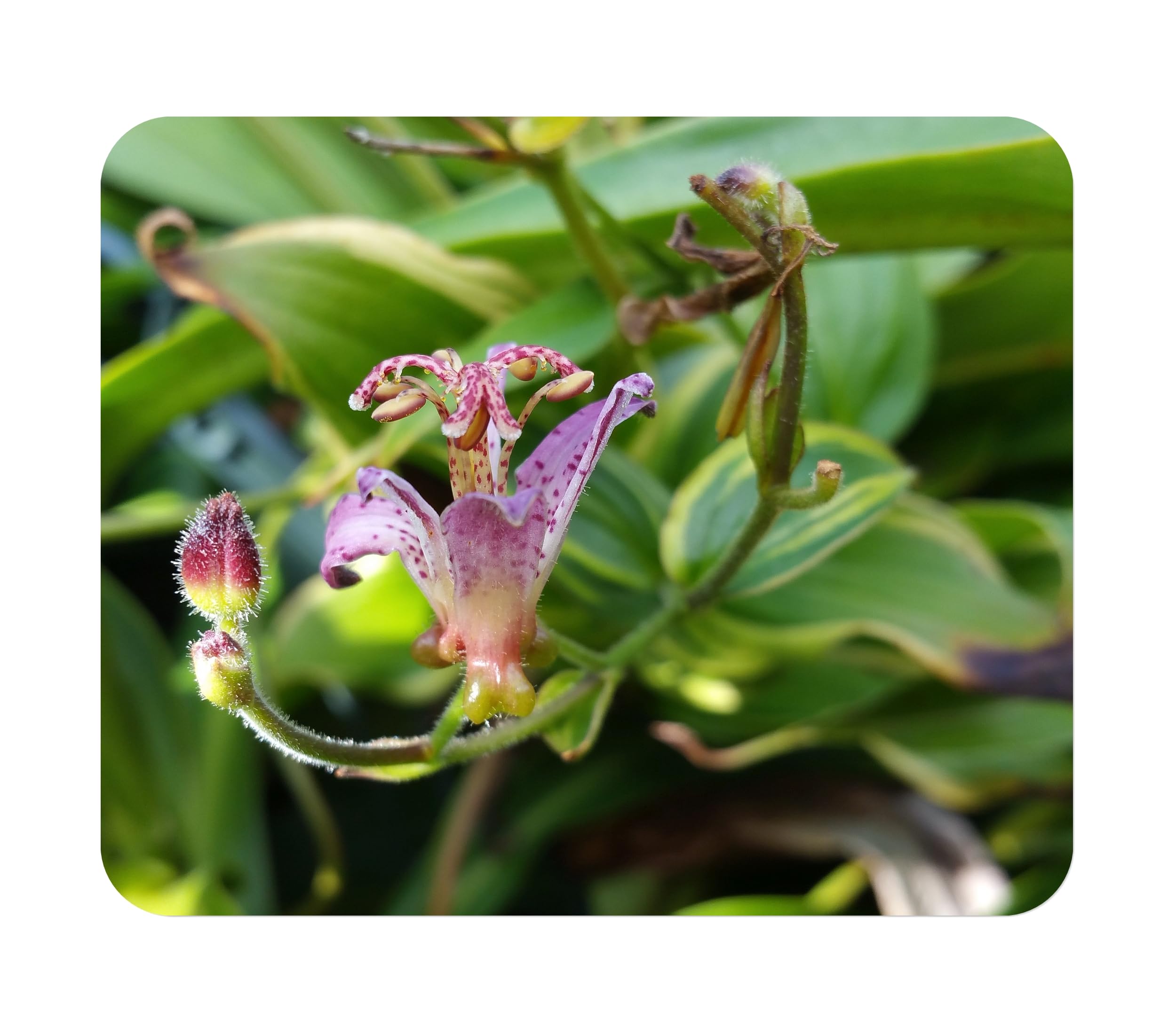Toad Lily Variegated Samurai 4 Inch Pot