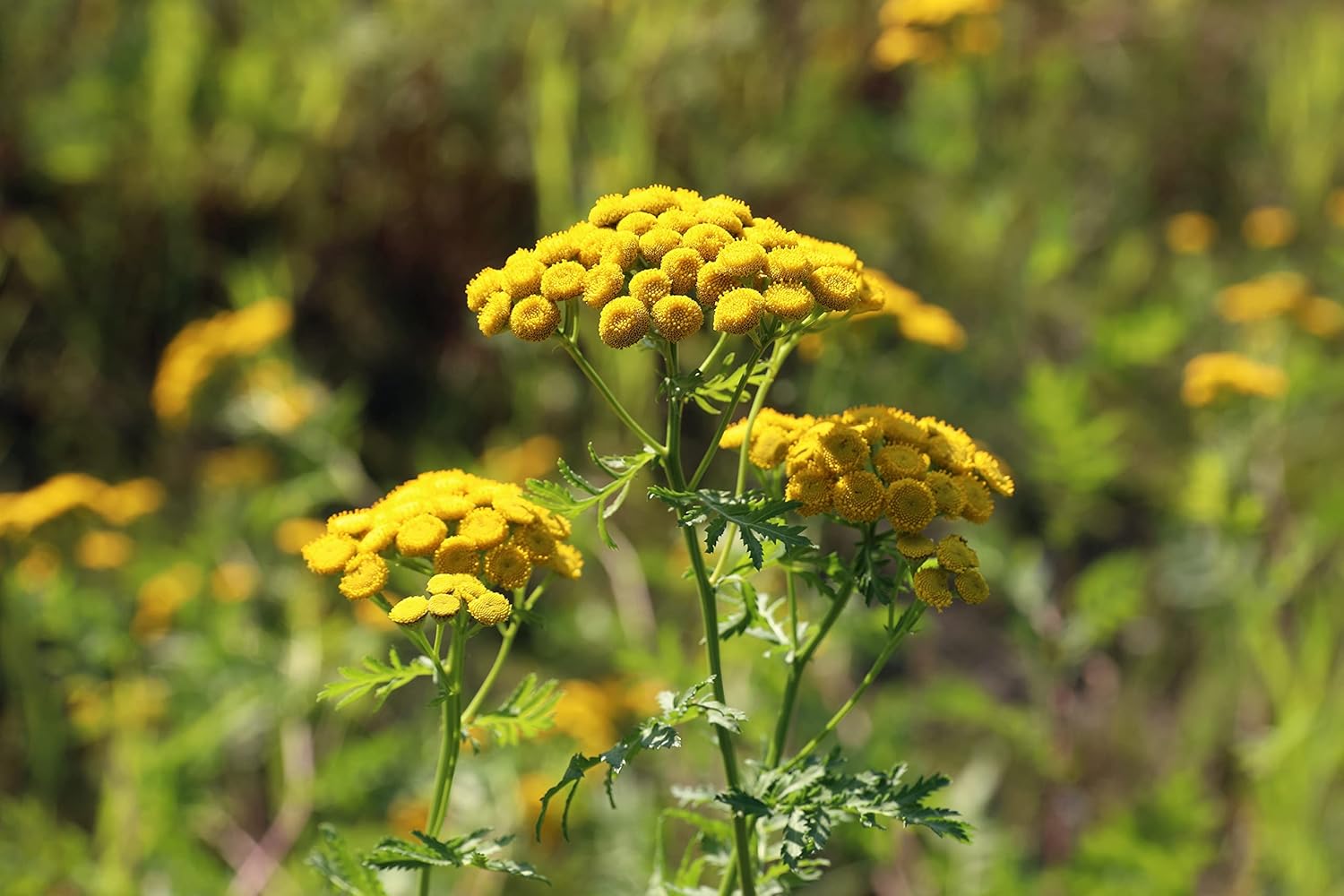 Organic Tansy Plant, (Tanacetum vulgare) 2.5-inch Pot - Bitter Buttons, Common Tansy, Cow Bitter, Garden Tansy, Golden Buttons Live Plant for Dried Flower Arrangements