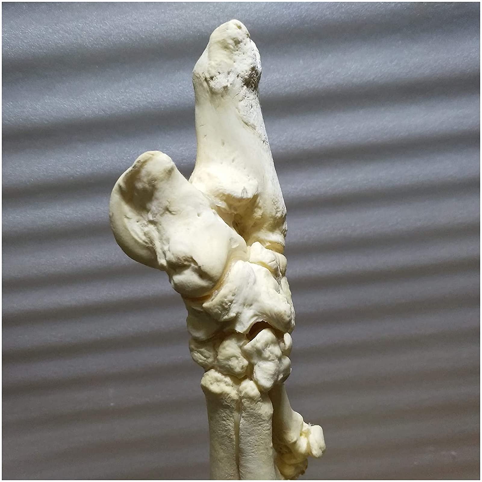 Model Anatomiczny, Model Szkieletu Kłusaka - Model Szkieletu Stopy Świni - Replika Szkieletu Zwierzęcia W Naturalnej Wielkości - Anatomiczny Model Szkieletu Zwierzęcia - Do Nauki, Nauczania, Demonstr