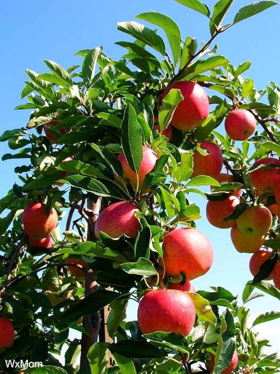 Creative Farmer Fruit Seeds Dwarf Fuji Apple Tree Plant For Home