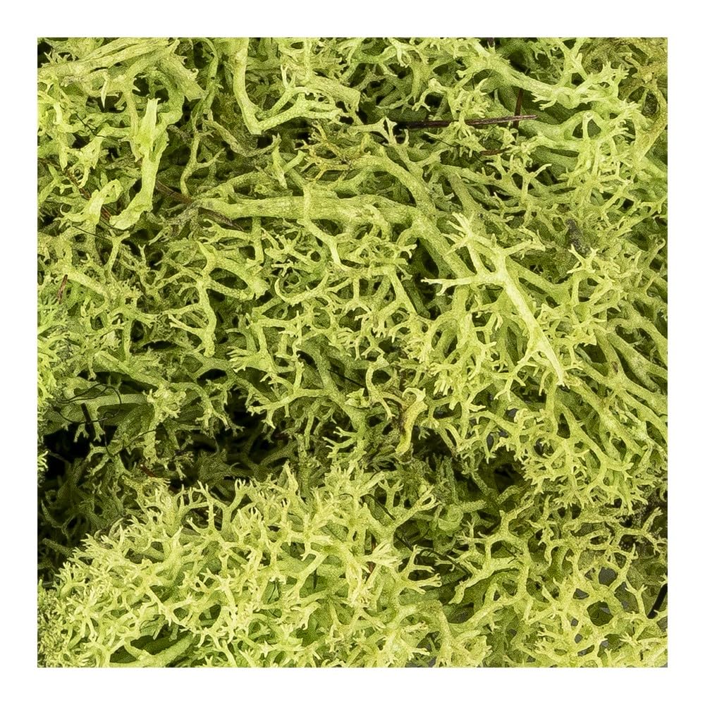Mousse d'Islande nature - 20 g