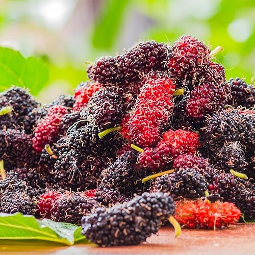 Miniatura 7 de Planta viva de morera negra, plantas de morera perennes de Illinois para plantar árboles frutales en interiores y exteriores