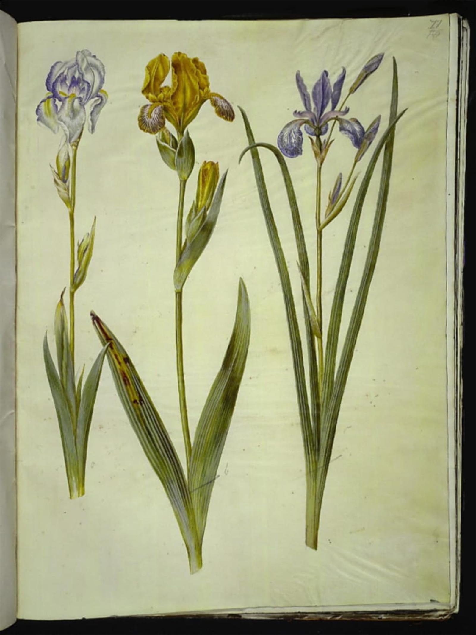 Lienzo Iris Pallida Holtzbecker 60x90 para cubrir espacios vacíos 5