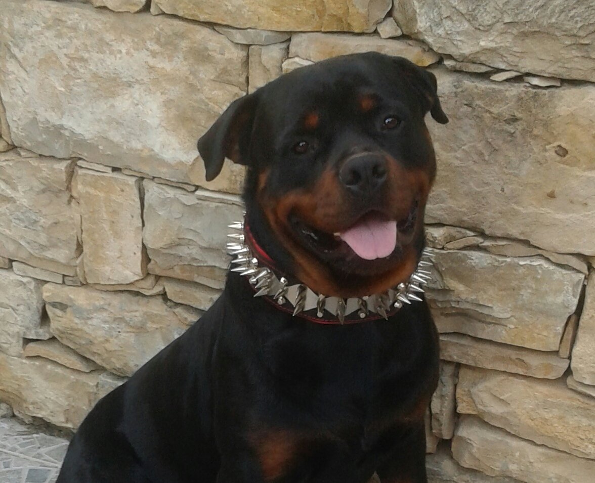 Bestia Edelstahl Echtleder Hundehalsband mit Schraubspitzen und Edelstahl Dekoration. 6,5 cm breit. Weich gepolstert. Top Qualität