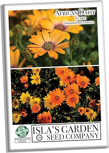 Semillas de flores africanas en escamas de margarita, más de 1500 semillas por paquete, semillas de jardín de Isla (semillas de jardín de Isla),