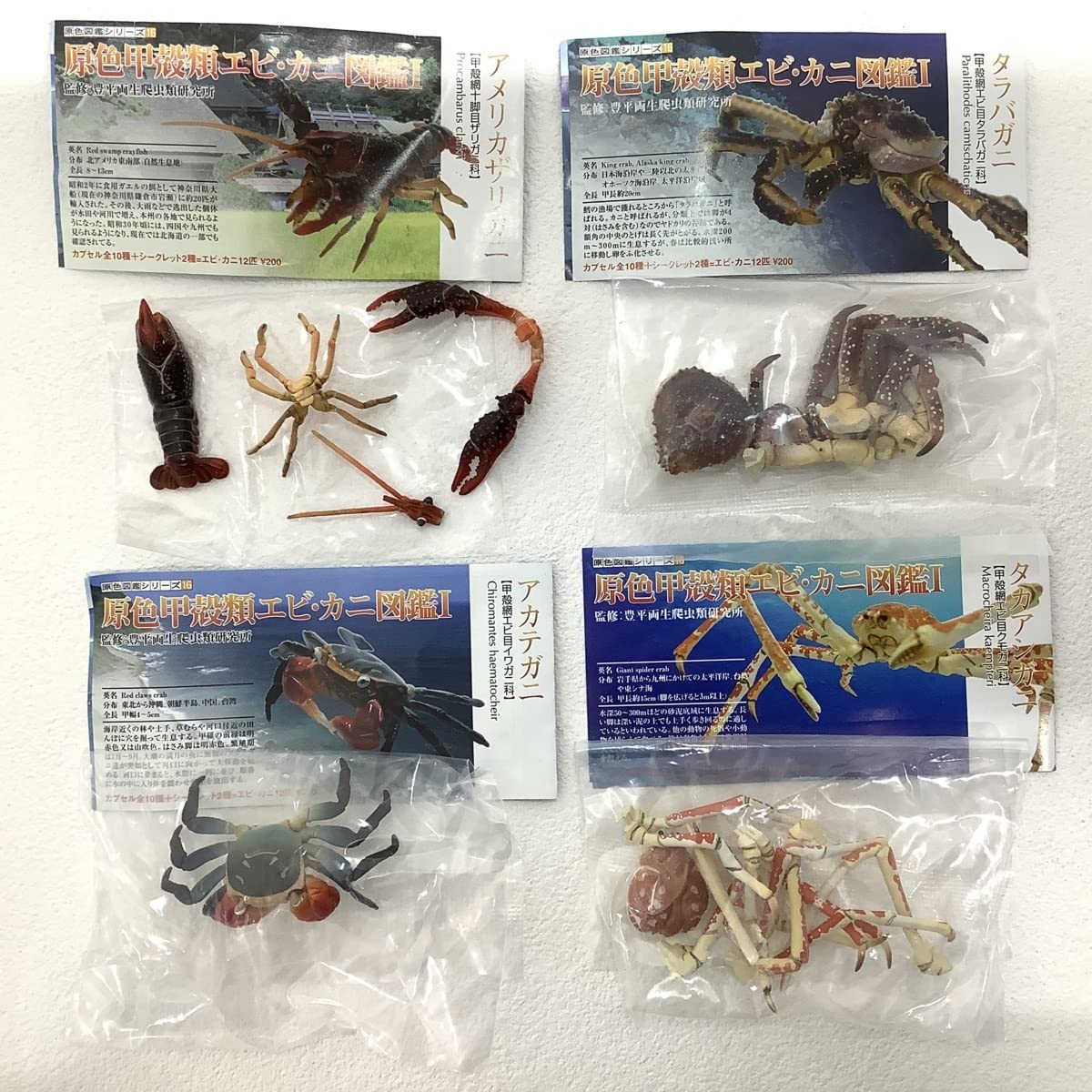 エビの仲間ザリガニ プロフィールチェック5本セット！