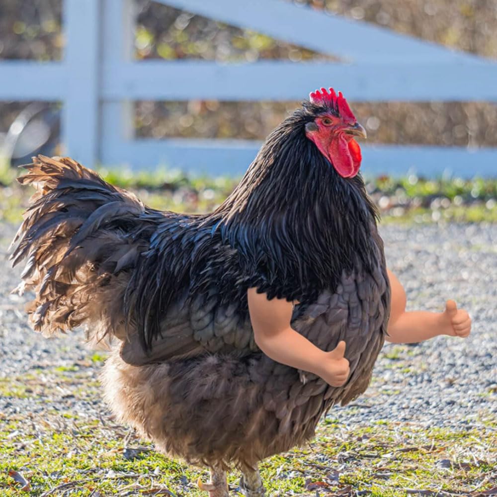 BeNsil 3 Paires de Jouets pour Poulets,Bras Pouvant être Portés sur Les Poulets,Décorations de Membres Antérieurs de Poulet,Accessoires Amusants pour Animaux de Compagnie