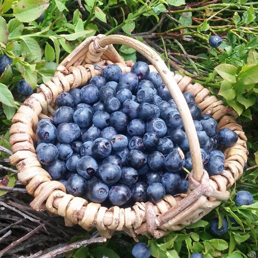 10 Semi Di Albicocca Nana Colonnare – Pianta Da Frutto Resistente Per Giardino E Vaso