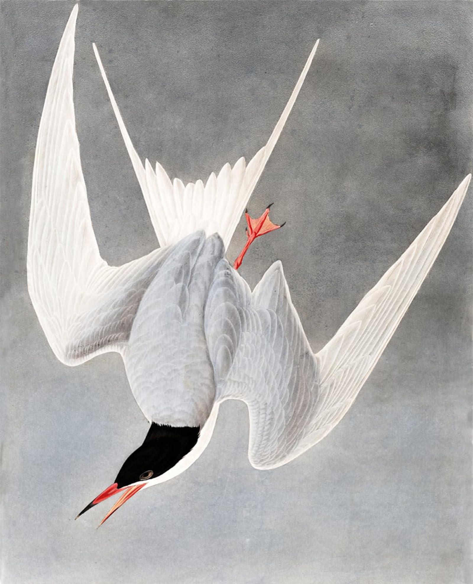POSTERIIk Vintage Print Pop Art Landscape Artwork Great Tern Sterna Hirundo by John Jamess Audubon Art Prints for Office Home Decor 60x90cm