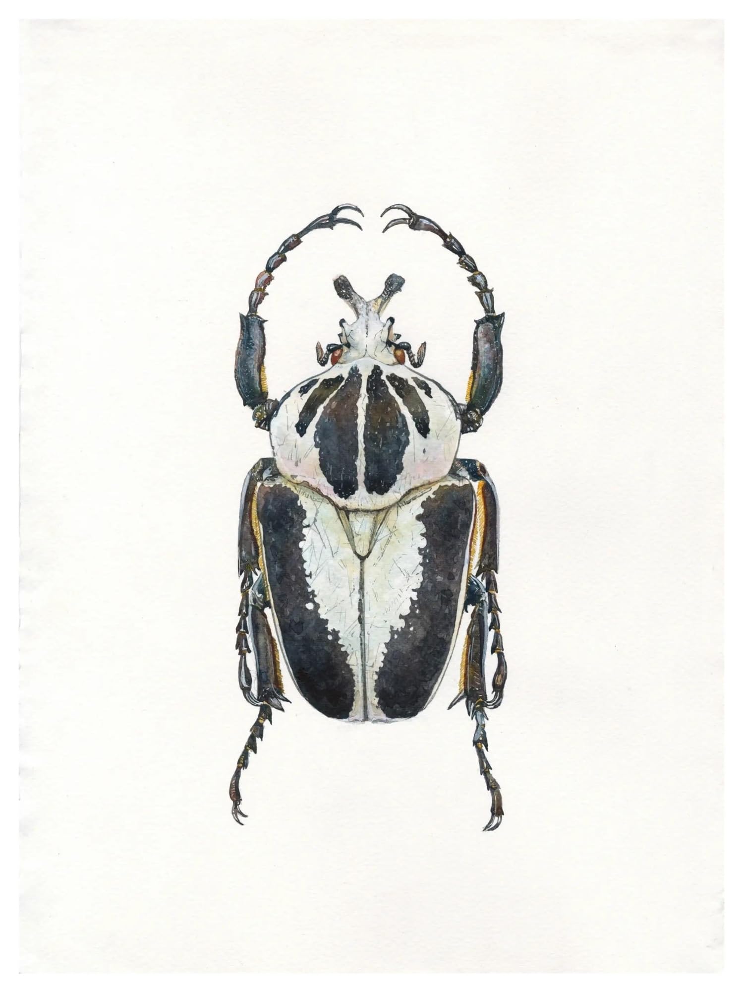 Tableau déco nature insectes retro affiche toile 50x70cm