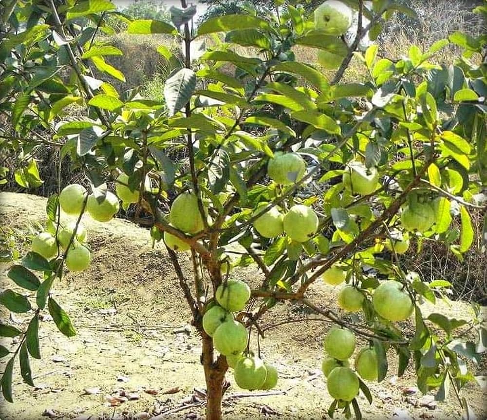 See full amazon price history chart for Guava plant hybrid all seasons dwarf, all season dwarf hybrid guava plant (pack of 1) Guava plant hybrid all seasons dwarf, all season dwarf hybrid guava plant (pack of 1) (B0CJ33B82G) Amazon Price History, Amazon Price Tracker