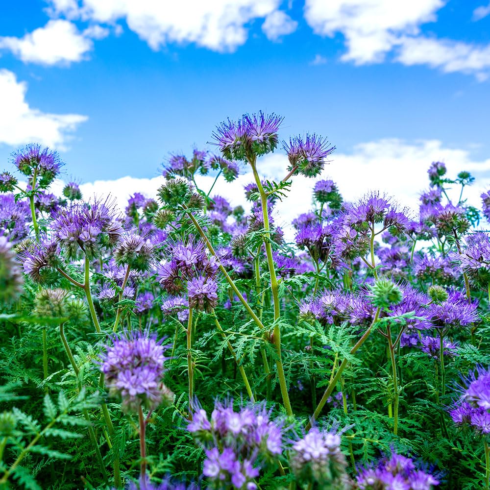 Green Manure Phacelia Tanacetifolia Seeds – Revitalises Poor Soil Naturally – Improves Soil Structure – Hardy Annual – for Your Beautiful Garden
