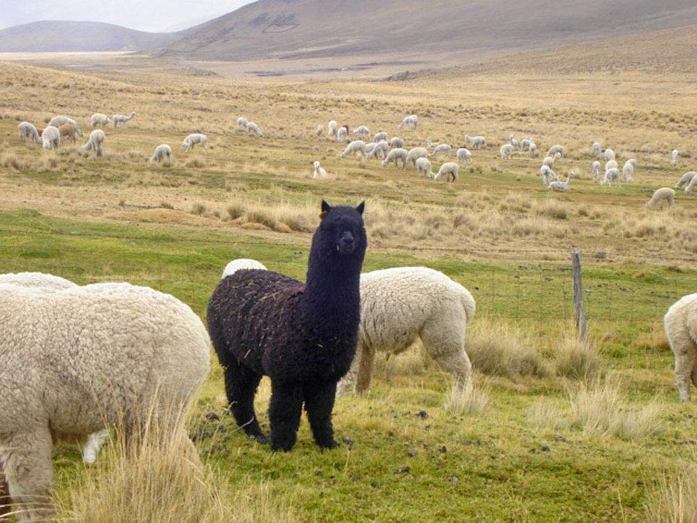 Inca Fashions - Luxurious 100% Royal Baby Alpaca Scarf - Ultimate Softness - for Men and Women