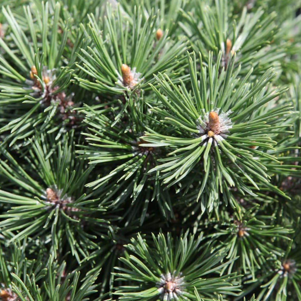 Pinus mugo 'Mops' - Slow-Growing Dwarf Pine with Dark Green Needles | Hardy Evergreen for Rockeries and Borders - 1x 4 Litre Potted Plant by Thompson & Morgan