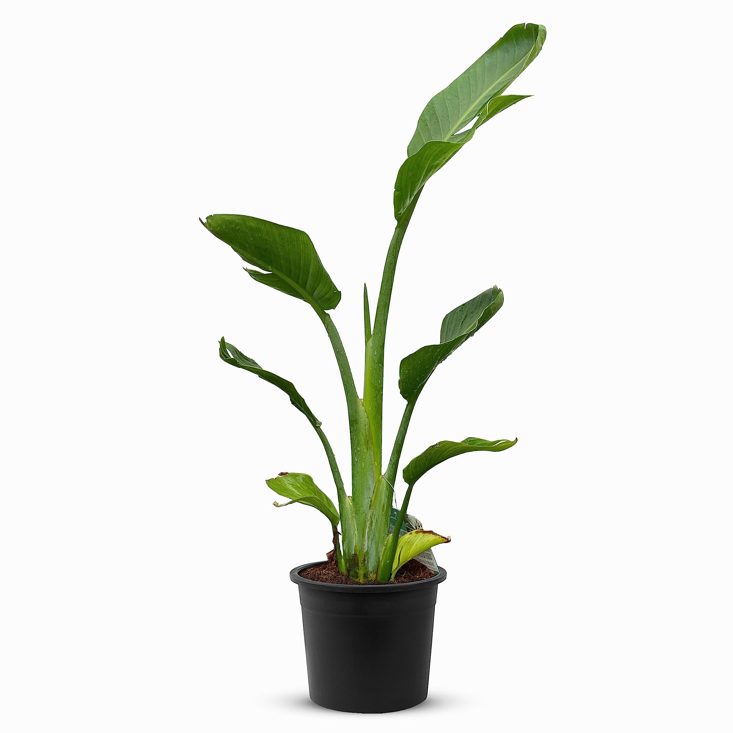 Amazon.de: Tropictrees Strelitzia Reginae |Zimmerpflanze pflegeleicht |  Exotische Eleganz mit bemerkenswerten Blten und pflegeleichter Pracht | ...