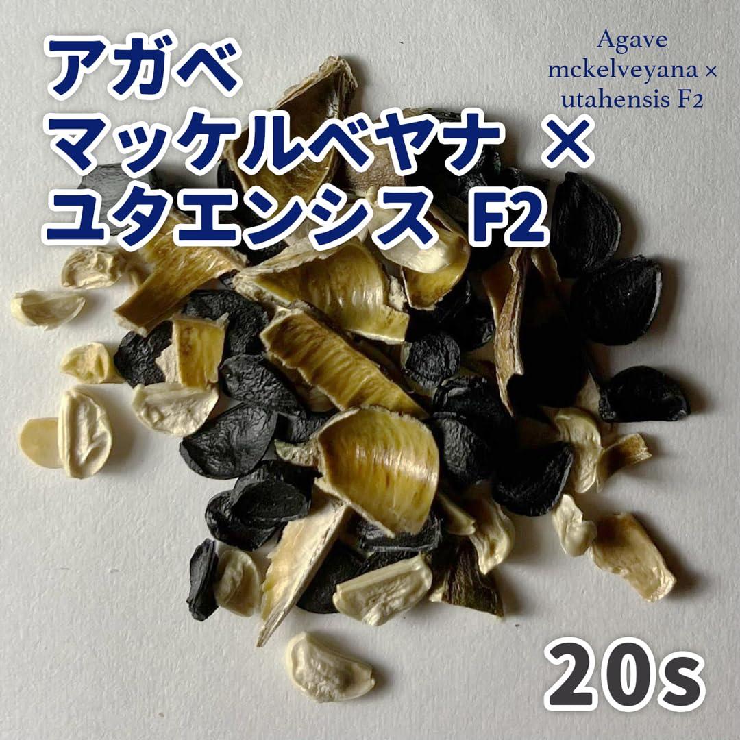 Amazon.co.jp: 【種子】アガベ マッケルベヤナ × ユタエンシス F2 20粒