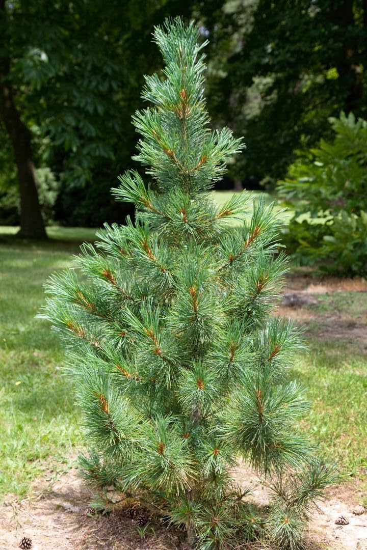 Zirbelkiefer Pinus cembra 50-60 cm Nadelbaum winterhart immergrün