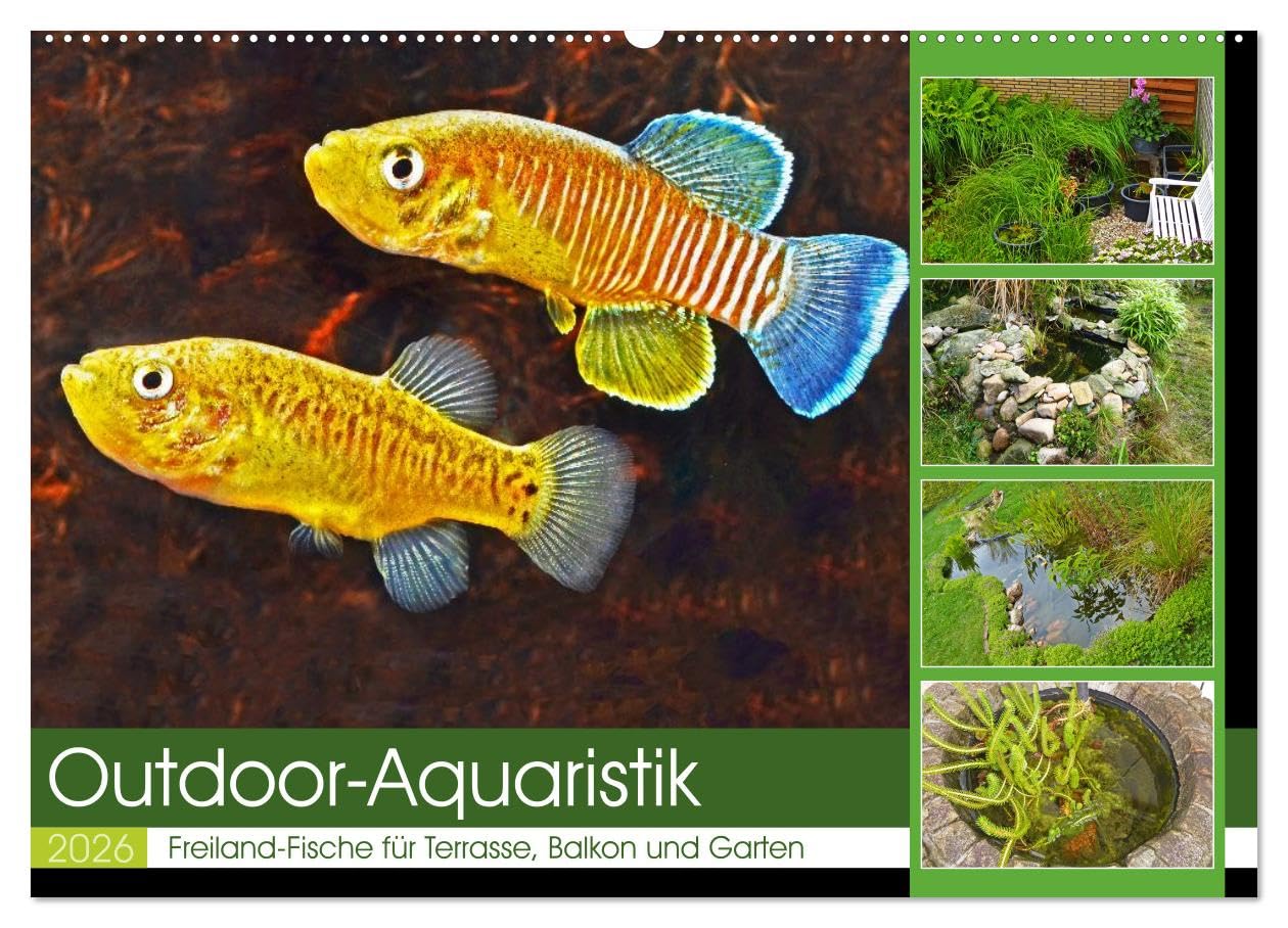 Outdoor-Aquaristik (Wandkalender 2026 DIN A2 quer), CALVENDO Monatskalender: Freiland-Fische für Terrasse, Balkon und Garten