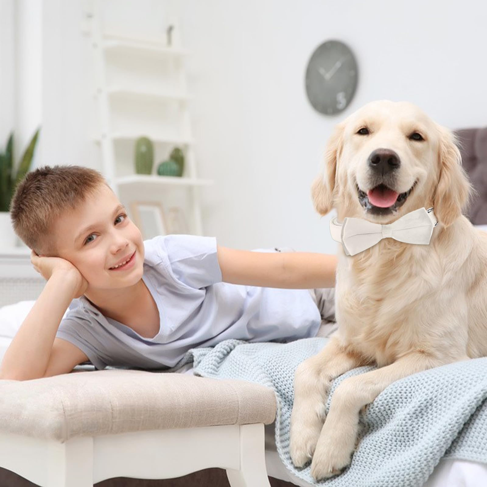 KTWSUEF Collare Cane, papillon cane Collare per Cani Velluto, Collare per Cani Comodo Resistente, Papillon per Cani Rimovibile Regolabile, Per Matrimoni, Compleanni, Eventi Festivi