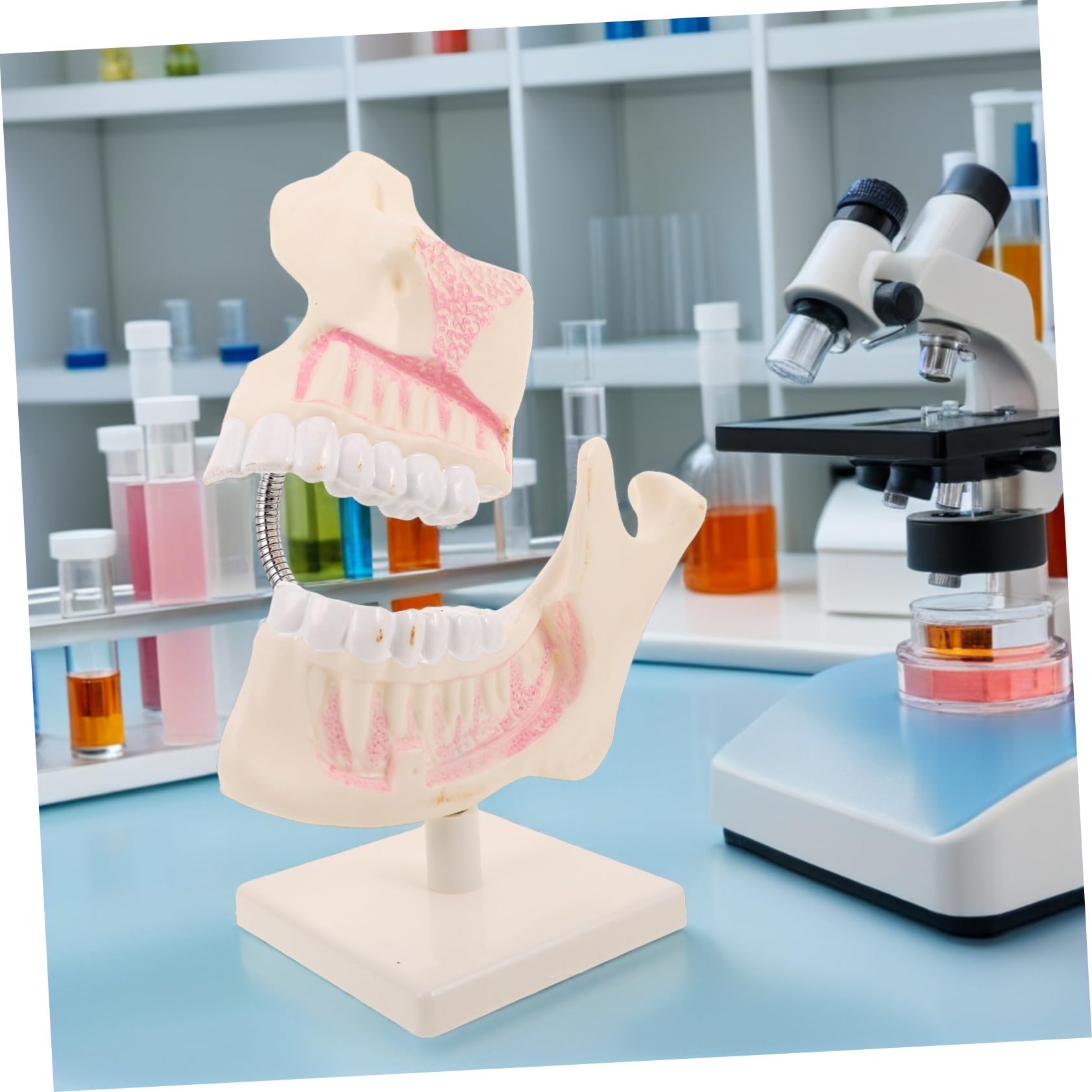 Modello Didattico Per Odontoiatria Modello Per Il Taglio Dei Denti