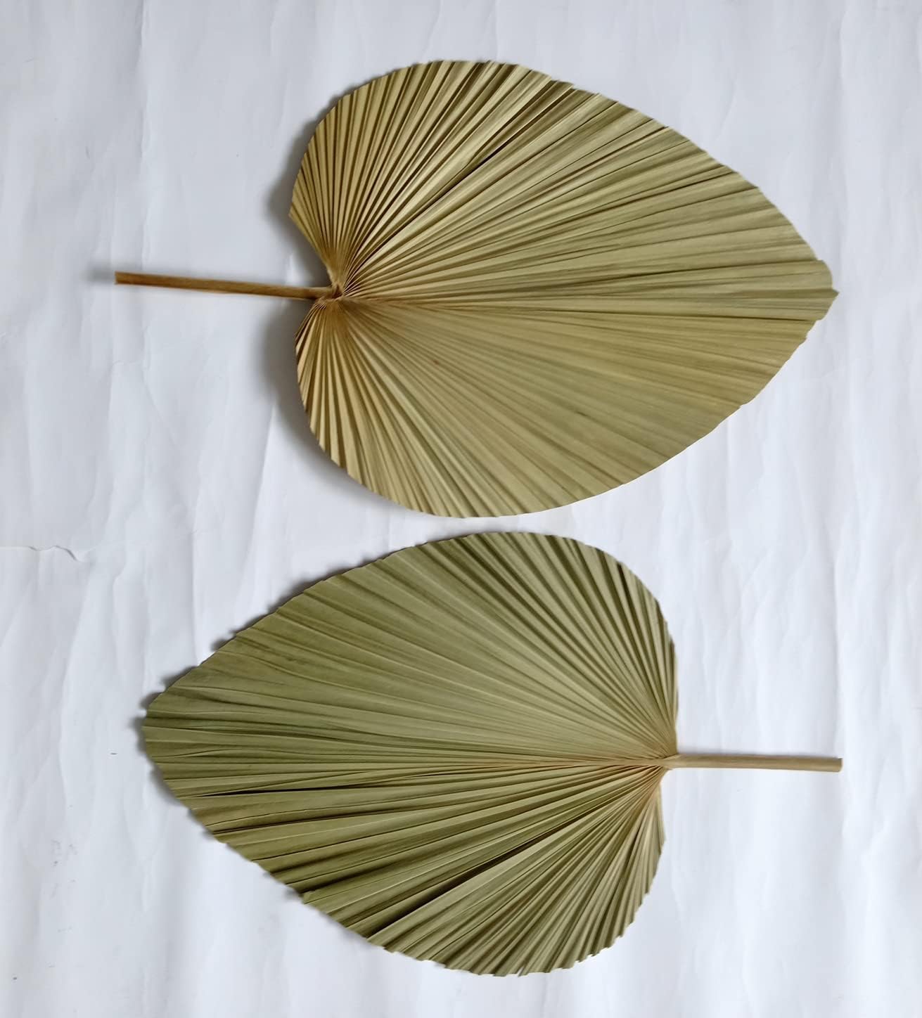 23" H x 15" W Giant Tropical Dried Palm Leaves, Large Palm Fan Leaves for Wedding Home Decor, Set of 2