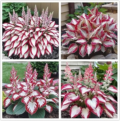 100+ Hosta Seeds for Planting Outdoors, Rare Perennial Flower Seeds, Shade Loving Hosta Plants for Garden Beds, Containers, Patios (White and Red)