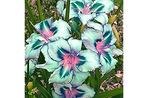 Daylily Flowers - 5 Reblooming Bulbs for Planting