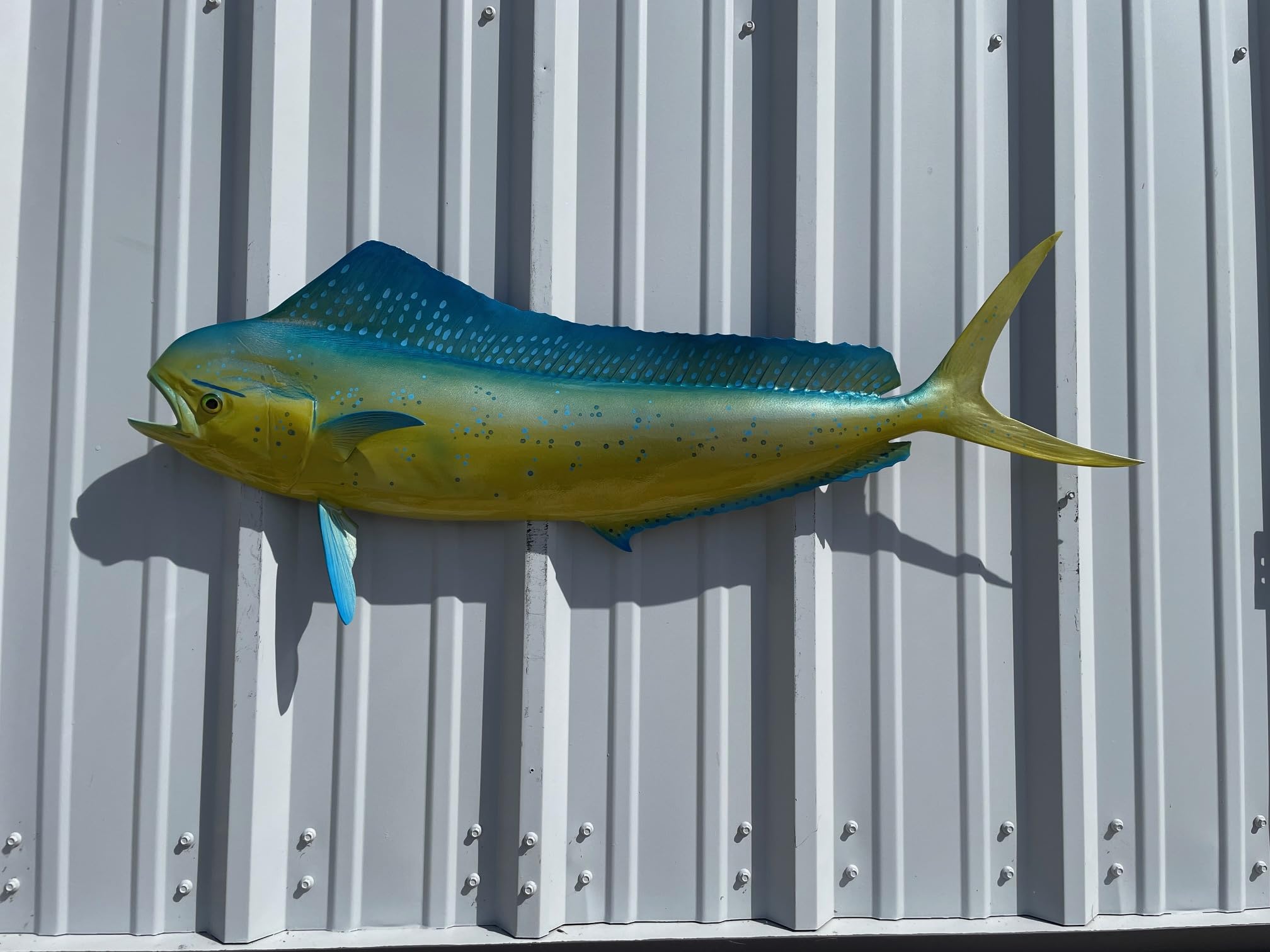 Cow Dolphin Wall Mount – 42 Inch Half Mount Fish Replica for Fishing & Coastal Wall Decor aka Mahi Mahi and Dorado