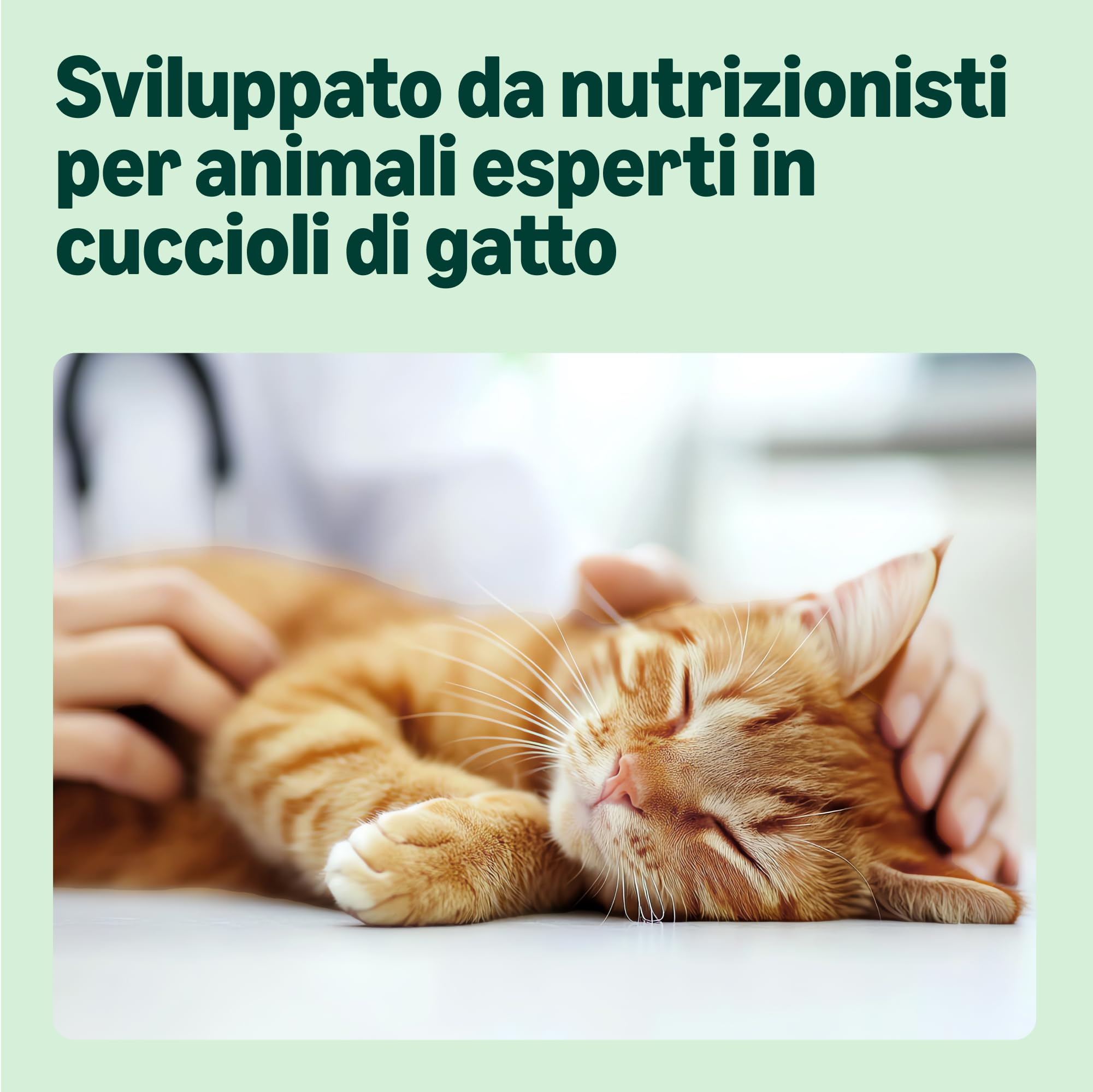 by Amazon Alimento completo per cuccioli di gatto, Selezione mista in gelatina, 1.2kg (12 sacchetti da 100g)