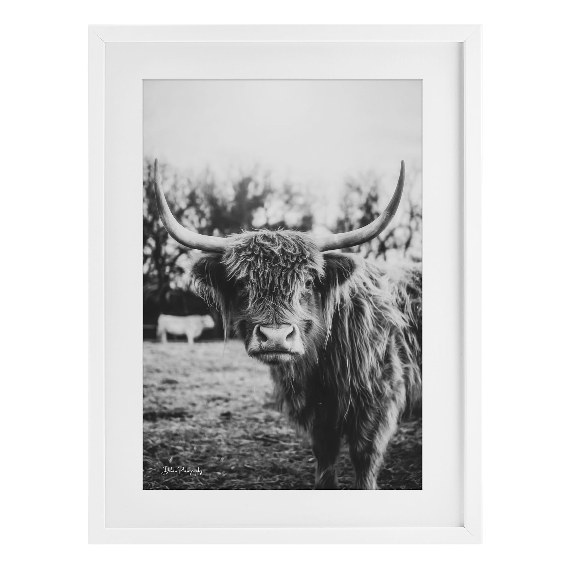 Stupell Industries 'Peering Highland Cattle', Framed Print Under Glass, White, 14 x 20 Inches, Easy to Hang and Sturdy, Made in USA, by Dakota Diener