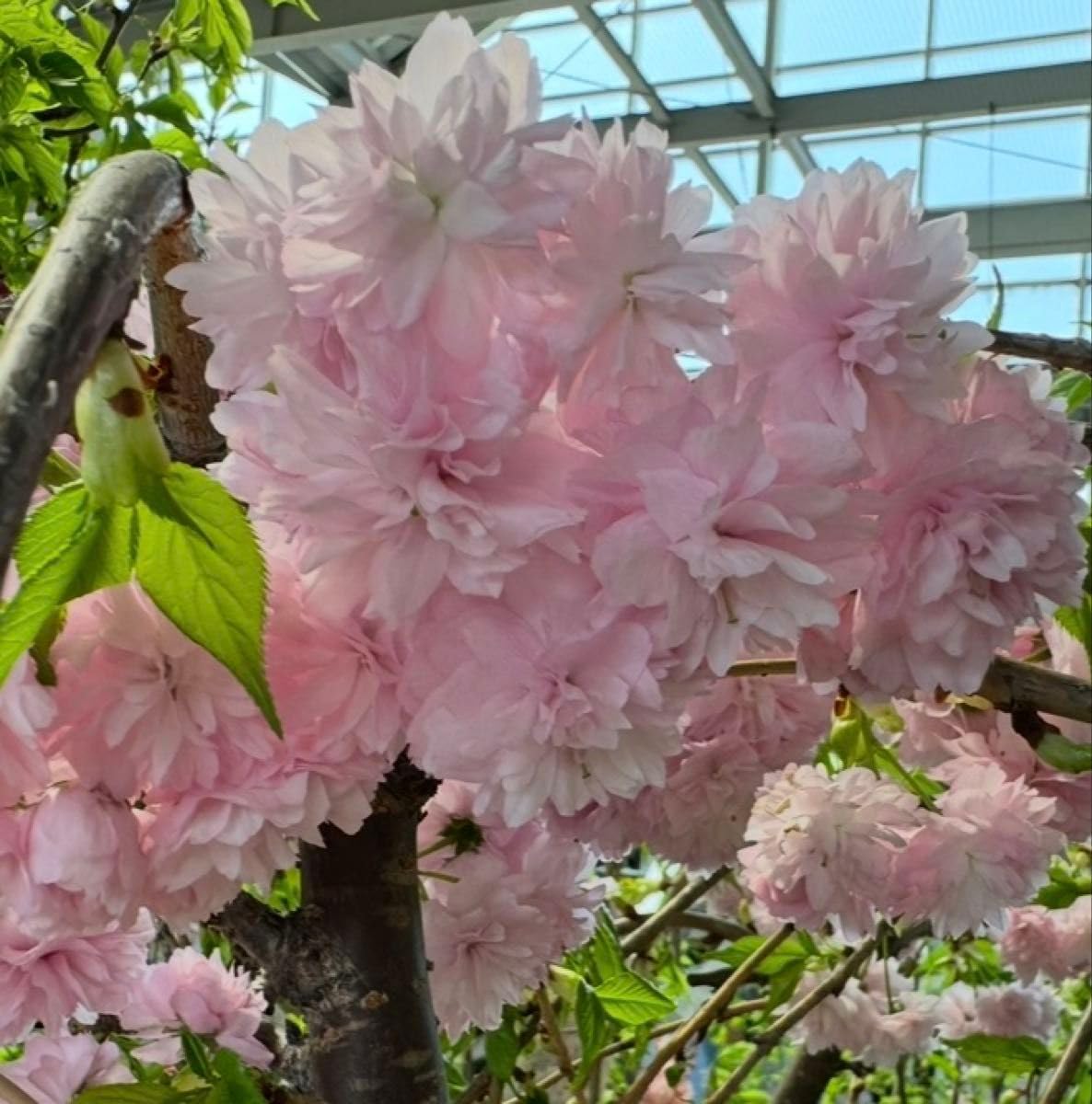 蝶の樹 Tree #004 蝶の樹 Butterfly Tree #004 蝶の樹 Butterfly Tree #004