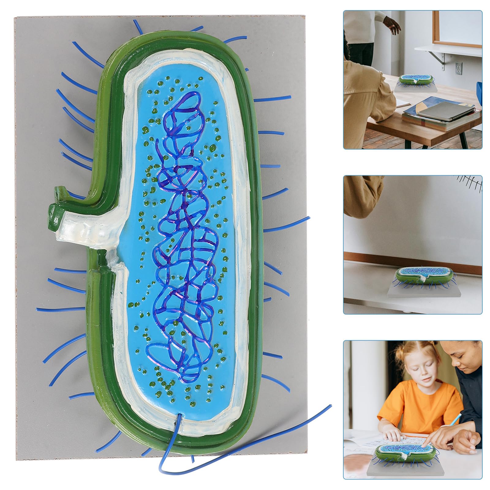 Strumento Didattico 3d Realistico per Insegnamento Biologico, Materiale Scolastico Versatile per Scuole Medie, Strumento Educativo per Laboratorio e Divulgazione Scientifica
