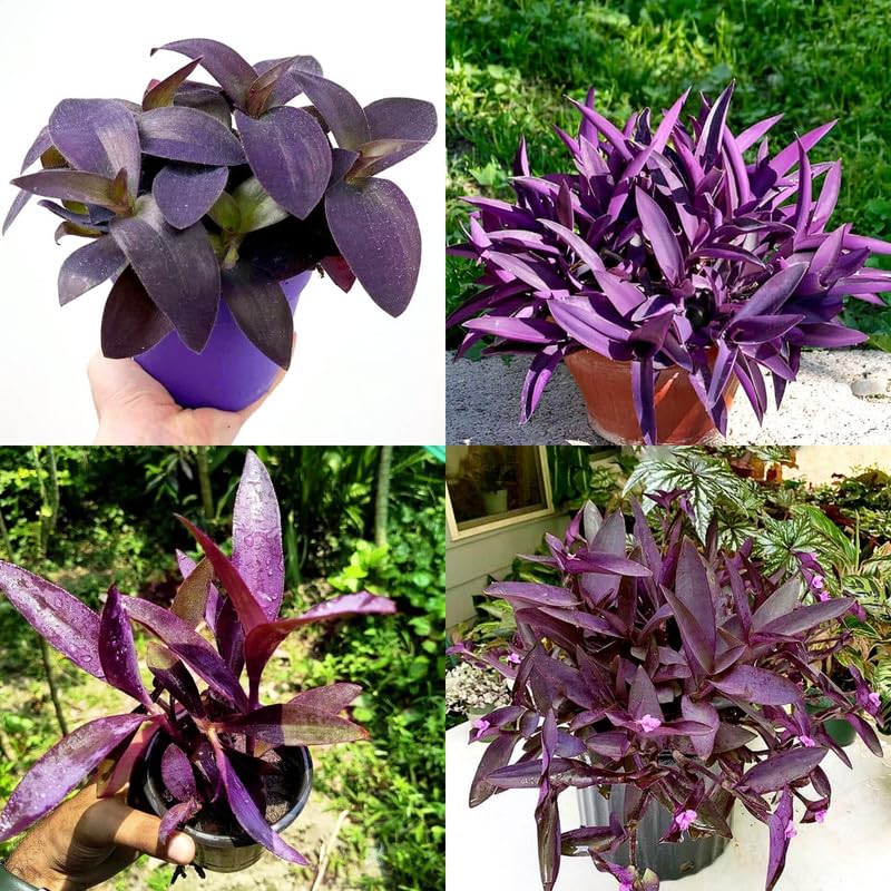 Purple Heart Koyal Live Plant – Beautiful purple flower for Indoor & Outdoor Hanging Plant, Low Maintenance, Fast-Growing plant (Pack of 2 Live Plant)-image-32