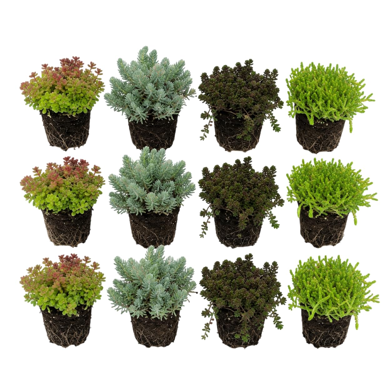 vdvelde․com - Sedum 12 piante rustiche, tappezzante da giardino roccioso | Borracina per riva, bordura e vasca, copre 1-1,5 m2, resiste alla siccita, adatta alle api