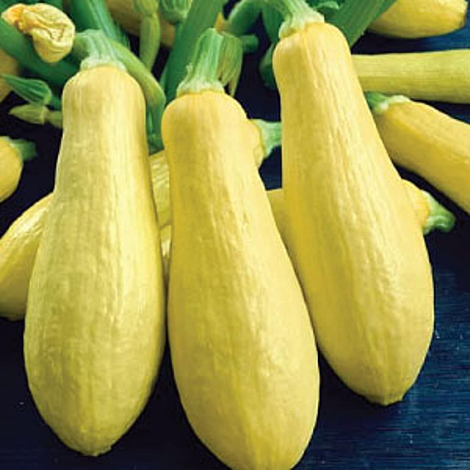 Early Prolific Straightneck Squash Seeds (20+ Seeds) | Non GMO | Vegetable Fruit Herb Flower Seeds for Planting | Home Garden Greenhouse Pack