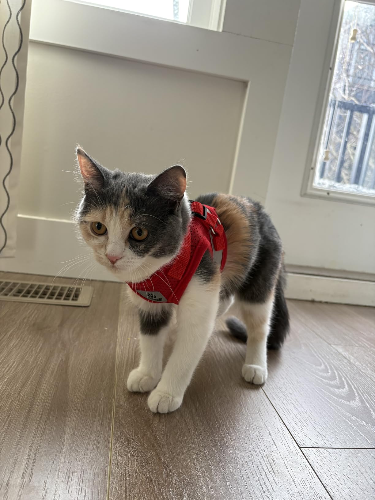 Cat Harness and Leash Set Escape Proof Adjustable Kitten Harness Breathable Mesh Vest Cat Walking Harnesses with Reflective Strips and Flower for Kitty Puppy Bunny (XS) photo review