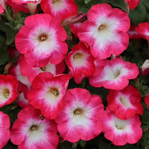 Miniatura 2 de Semillas de petunia mixtas para plantar, más de 500 semillas de flores de petunia, cestas colgantes de jardín, semillas anuales de plantas de petunia