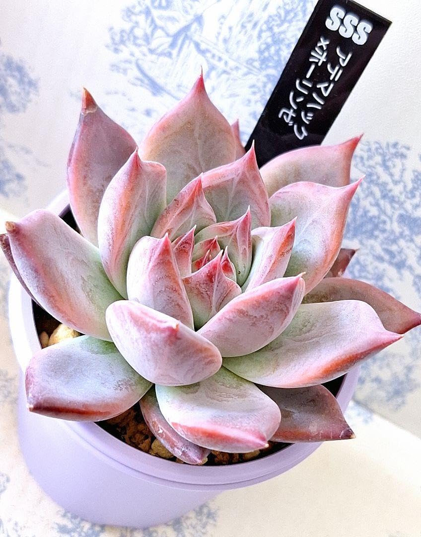 SSSさん苗 中里リンゼアナ×ホリコロ 札付き 美苗・超特大株】中里リンゼアナ 札 さん苗アテマハック×ホーリンゼ札 ポットごと