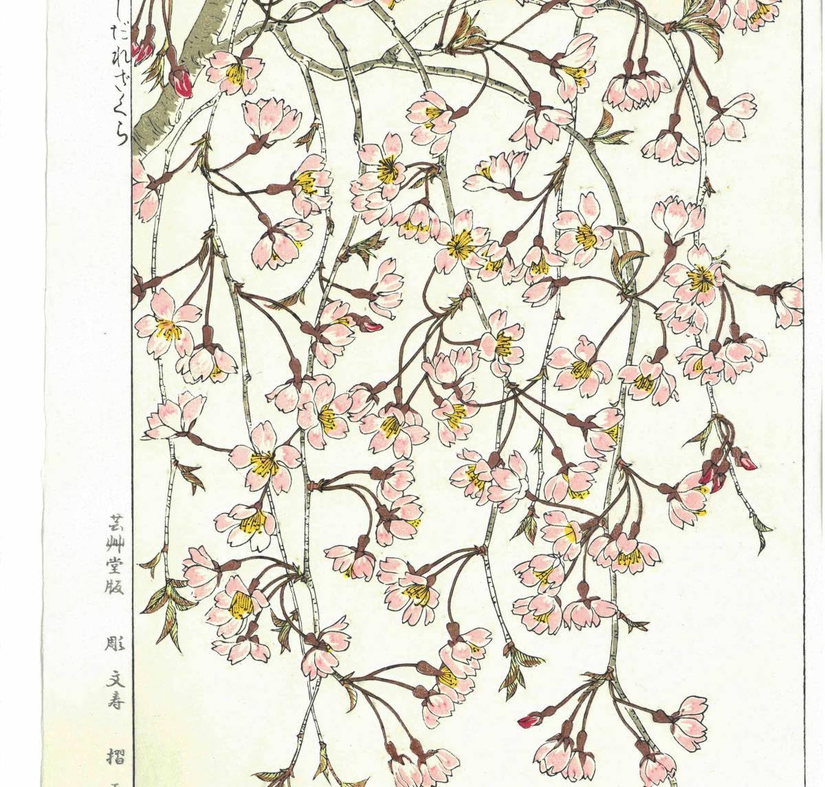 『しだれざくら』葛原輝　芸艸堂版　木版画　花版画 しだれざくら』葛原輝 芸艸堂版 木版画 花版画 【公式通販】