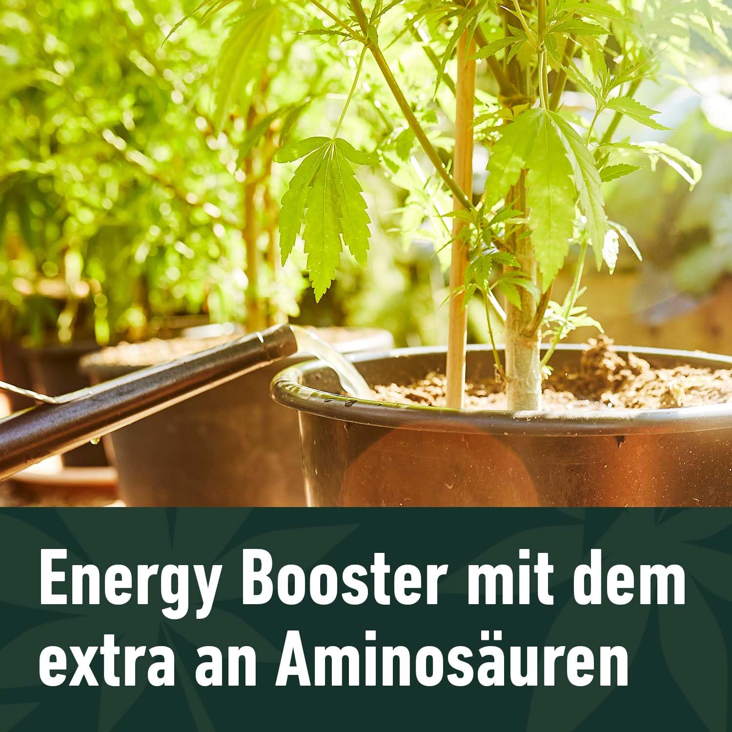 COMPO GROW ORGANIC Heaven Energy Booster 500 ml für vitale und schöne Pflanzen dank natürlicher Aminosäuren und Algenextrakten, lila