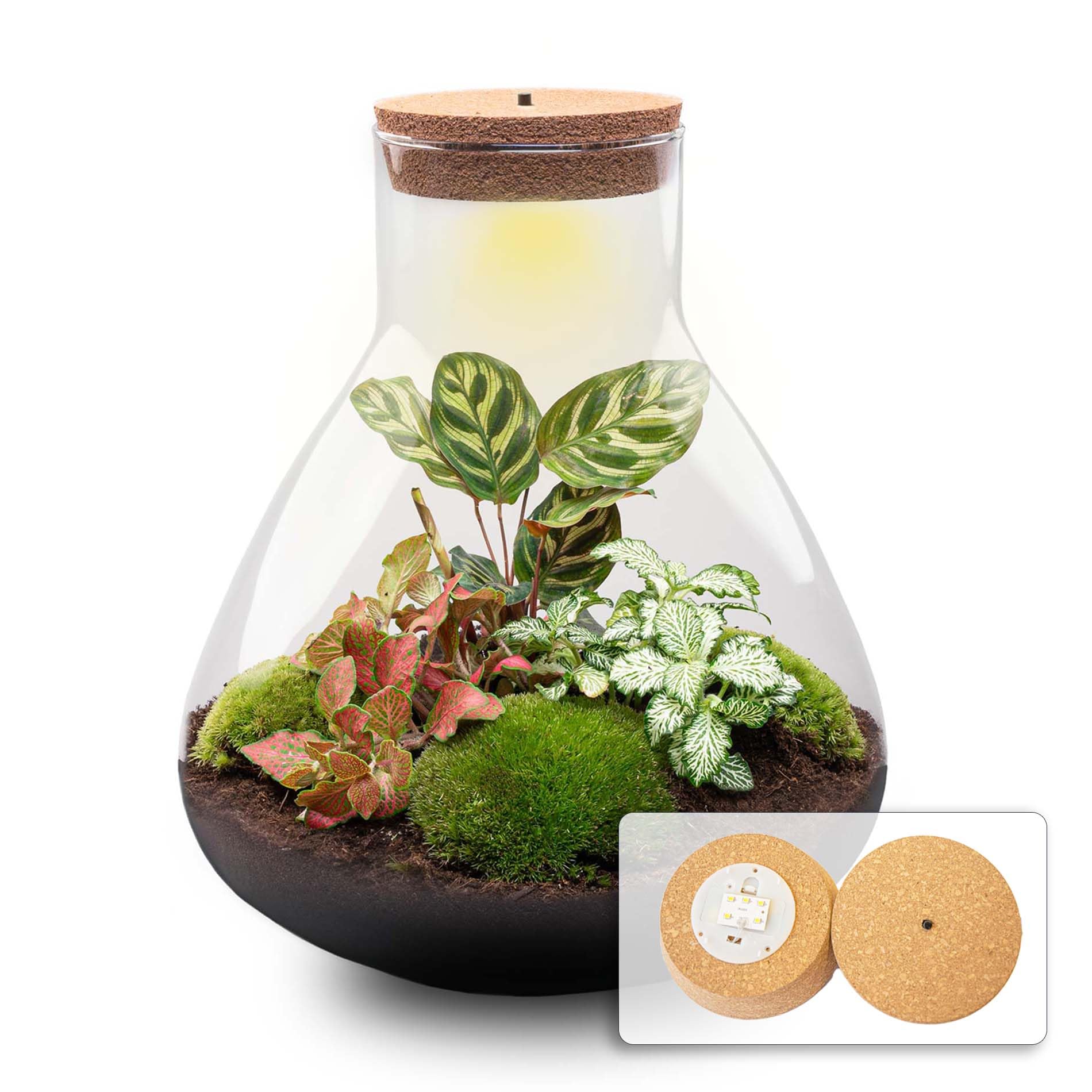 Kit DIY Terrarium • Sam XL Red • Écosystème avec Plantes • ↑ 35 cm