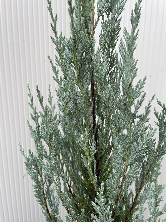 コニファー ムーングロー 200cm❗綺麗な樹形 シルバーブルー 特選優良株