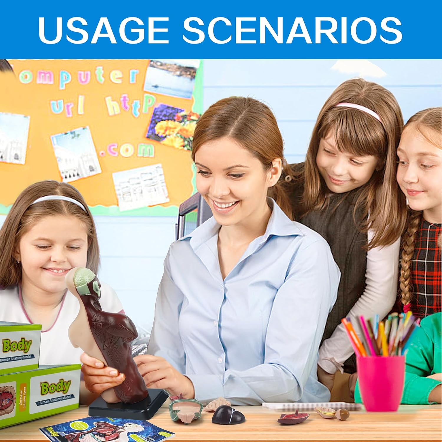 HADWYN 3D Assembled Human Anatomy Model Skeleton, Interactive Scientific Kit for Kids, Educational Science Model, Living Room Decor - Image 6