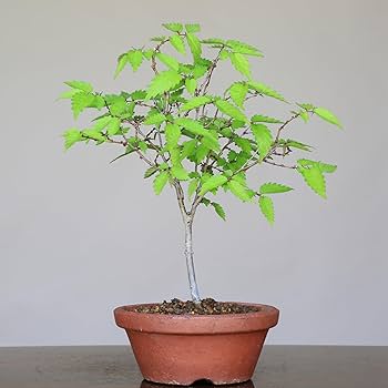 欅、盆栽、小品、鉢 小品盆栽 ケヤキ欅