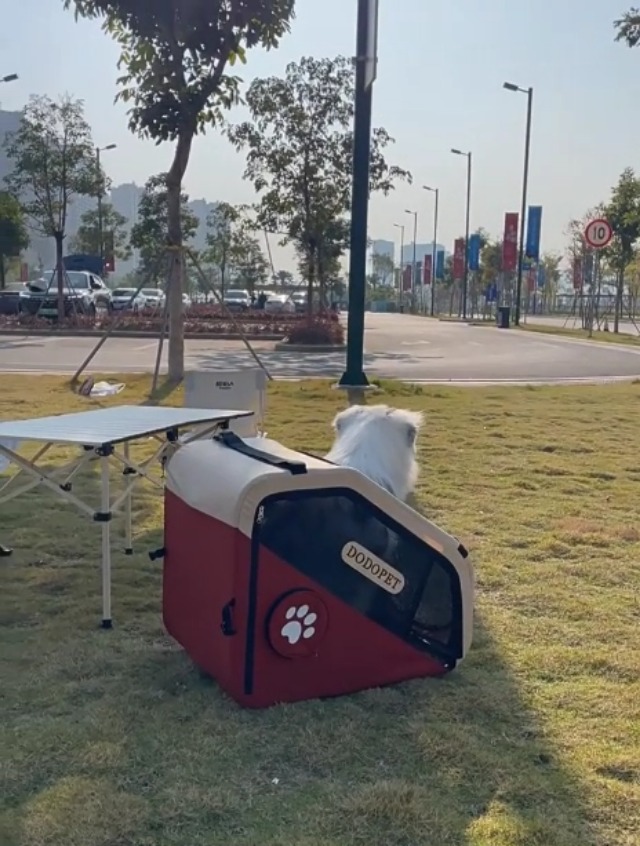 Amazon.co.jp: ZXMソフトクレート 小型犬/中型犬兼用 折りたたみ
