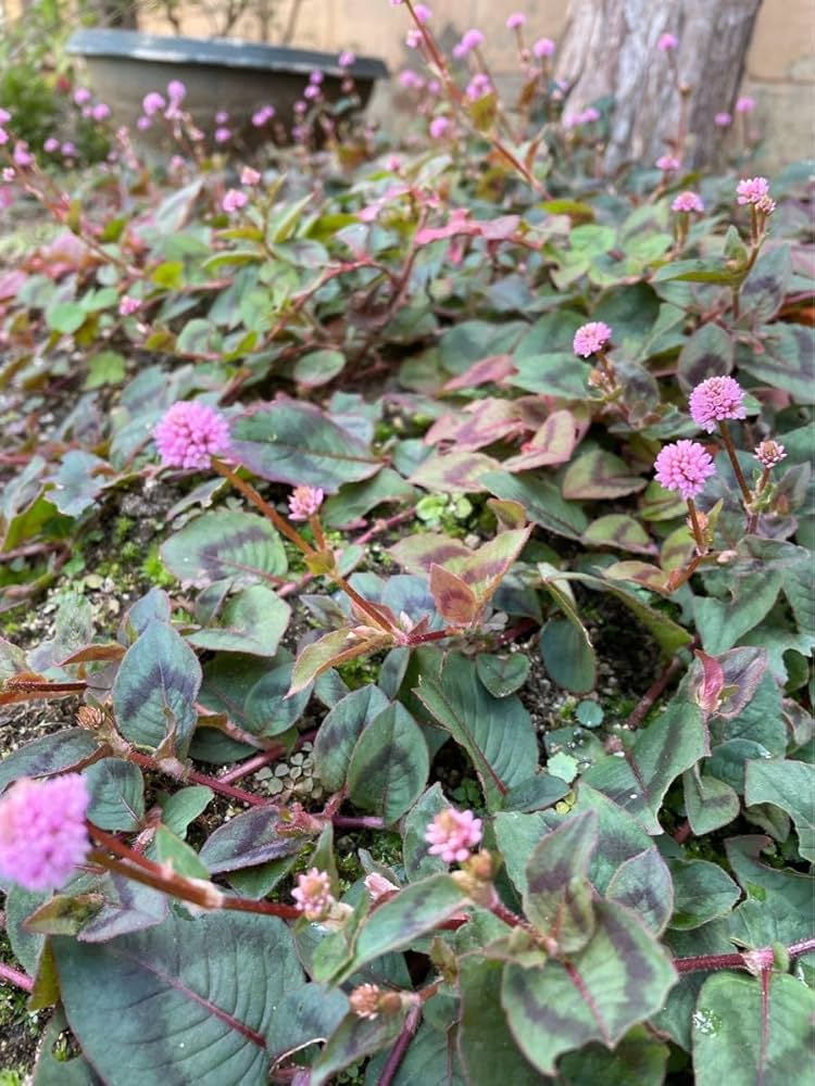 ポリゴナムご相談 Amazon.co.jp: ポリゴナム 5苗以上 抜き苗 根付き苗