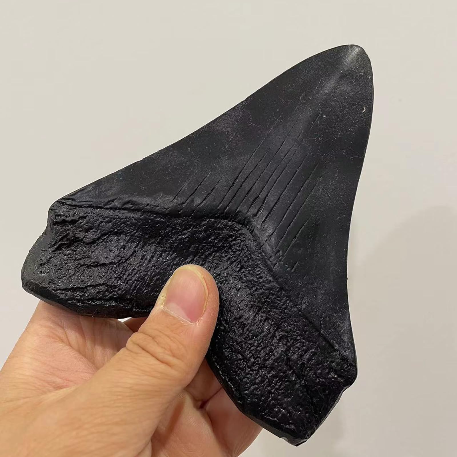Modelo de Diente de tiburón de Resina Megalodon - Modelo fósil paleontológico - para decoración de Oficina de Adorno de Tienda de Mesa