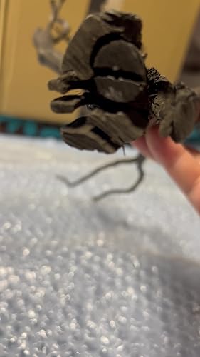 Amazon | 60cm水槽用 流木2本セット（黒色）【AQUASHOP